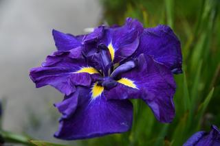 Iris Higo Star At Midnight